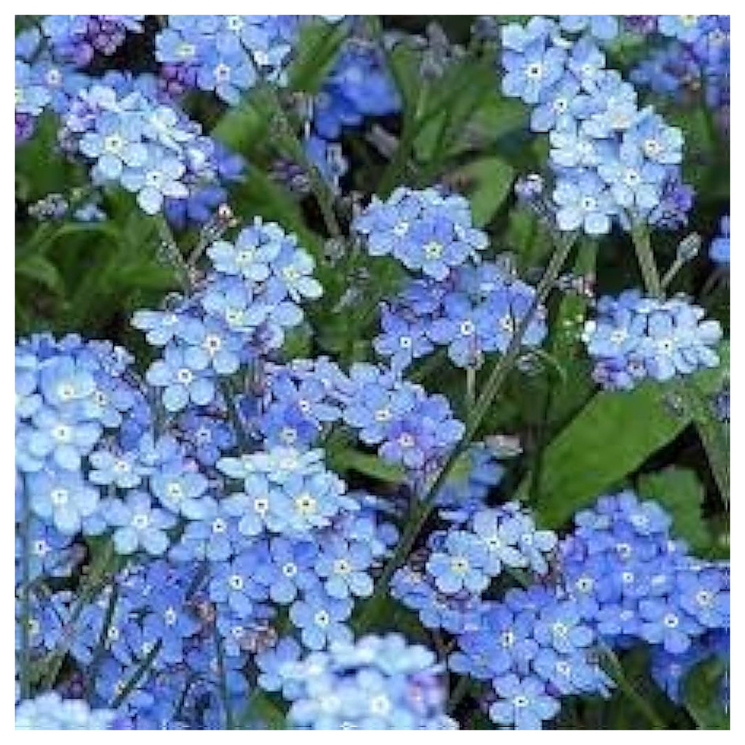 Mixed Myosotis Flower Seeds for Planting – Beautiful Forget-Me-Not Blooms for Gardens & Borders | Neera Seeds product photo [neera-v4-220632158a78babce6cd]