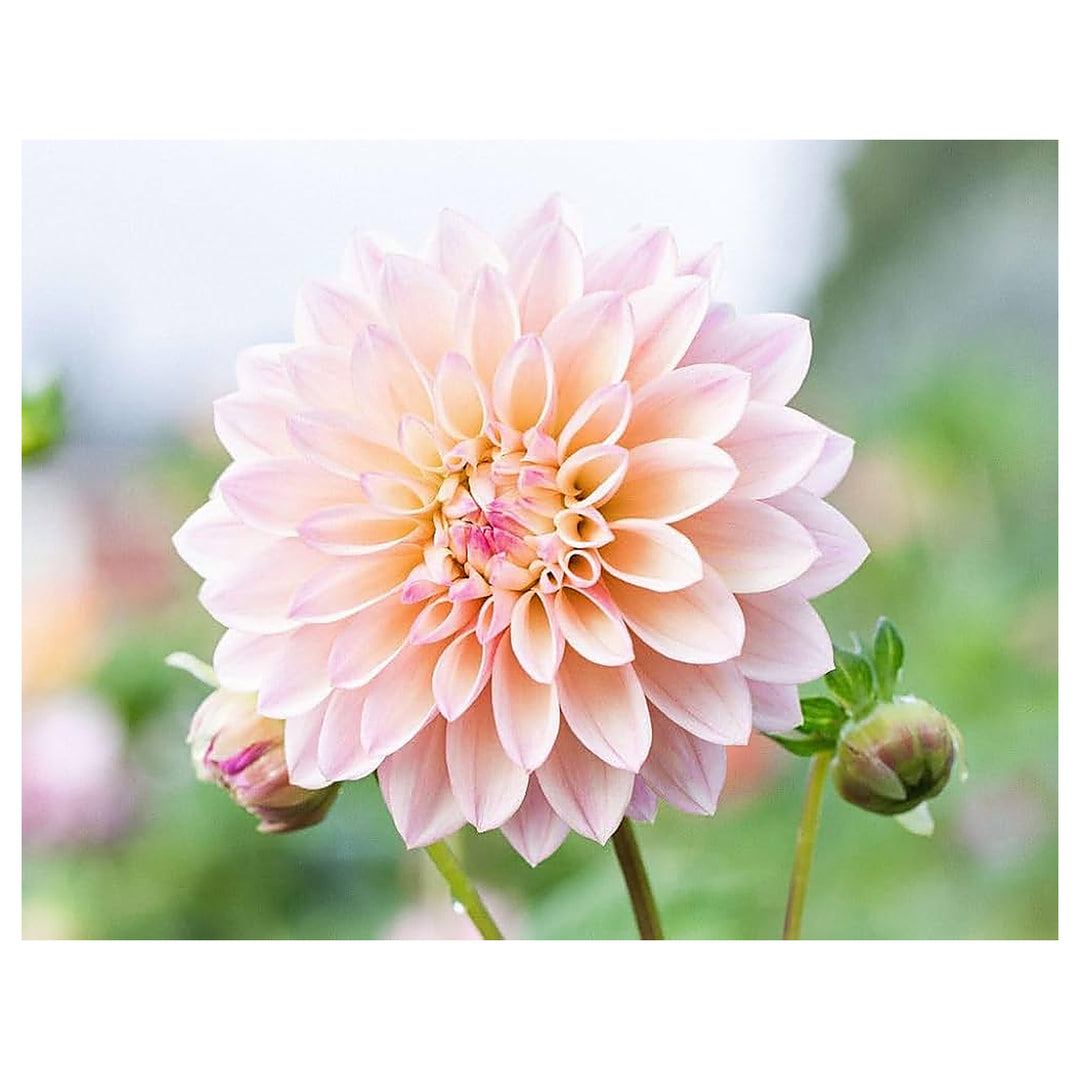 Blue &amp; White China Aster Heirloom Non-GMO Seeds for Planting – High Germination Organic Garden Seeds for Vibrant Bl | Neera Seeds product photo [neera-v4-2212f1490f800e3faca5]