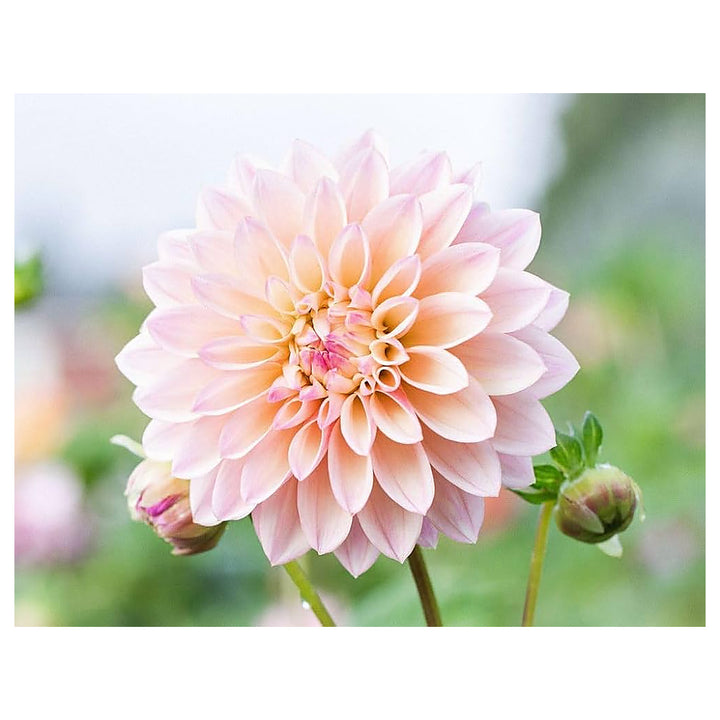 Blue &amp; White China Aster Heirloom Non-GMO Seeds for Planting – High Germination Organic Garden Seeds for Vibrant Bl | Neera Seeds product photo [neera-v4-2212f1490f800e3faca5]