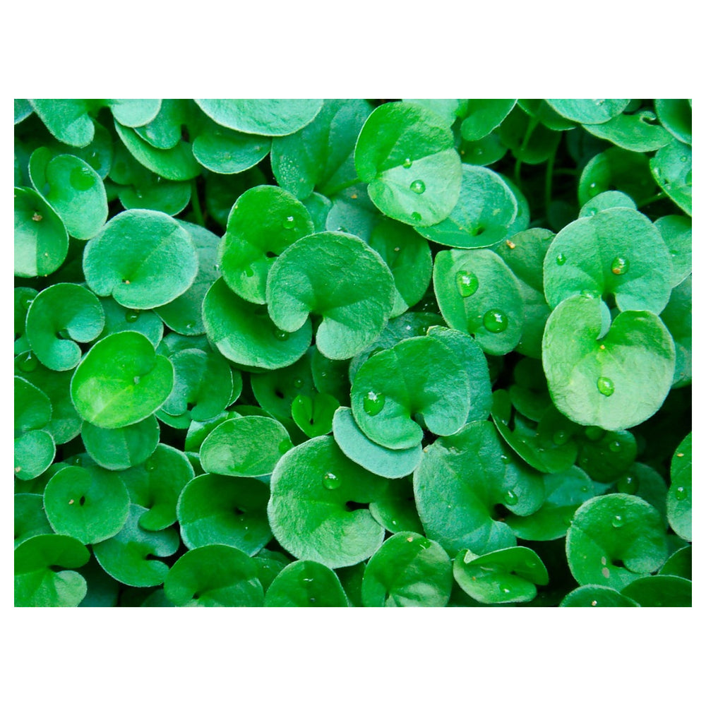 Dichondra Plant Seeds For Planting Fresh Non-GMO High Germination Organic Garden Seeds Ground Cover | Neera Seeds product photo [neera-v4-2243d037993a806bd490]