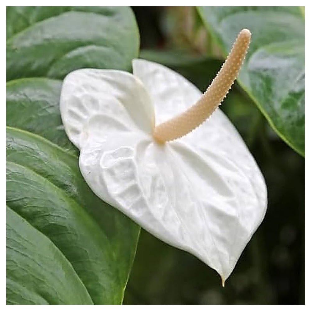White Anthurium Heirloom Non-GMO Seeds for Planting – Organic Garden Seeds, High Germination | Neera Seeds product photo [neera-v4-2247ebb569e9fa9c9bf2]