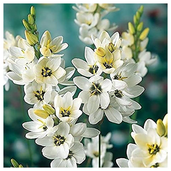 Heirloom Ixia Flower Seeds for Planting - Non-GMO Colorful Bloom High Germination Organic Garden Seeds | Neera Seeds product photo [neera-v4-224c9bddcdc9d44553d7]