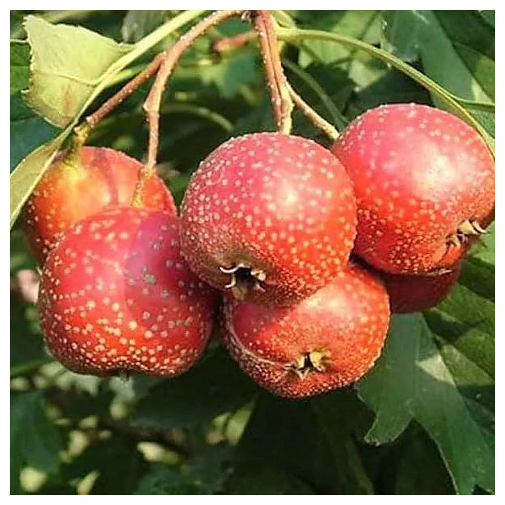 English Hawthorn (Crataegus laevigata) Seeds – Hardy Heirloom Trees with Beautiful Berries | Neera Seeds product photo [neera-v4-224ee0b5a67326bef43b]