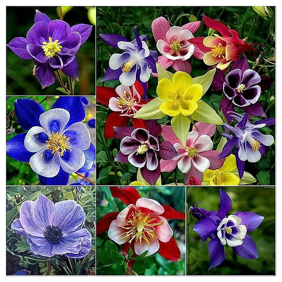 Hellblau Flowers Rare Aquilegia In Various Colors Bonsai And Garden Decorations Flower Seeds | Neera Seeds product photo [neera-v4-2255efdb1d572ff6079e]