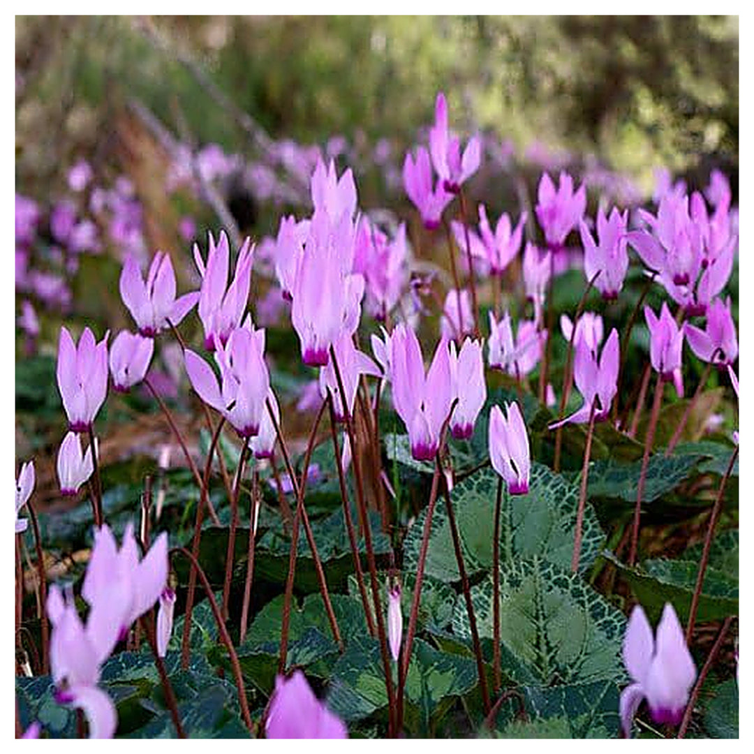 Heirloom Non-GMO Violet Cyclamen Flower Seeds for Planting – Hardy Shade-Loving Garden Seeds | Neera Seeds product photo [neera-v4-225d94160dba7e13d372]