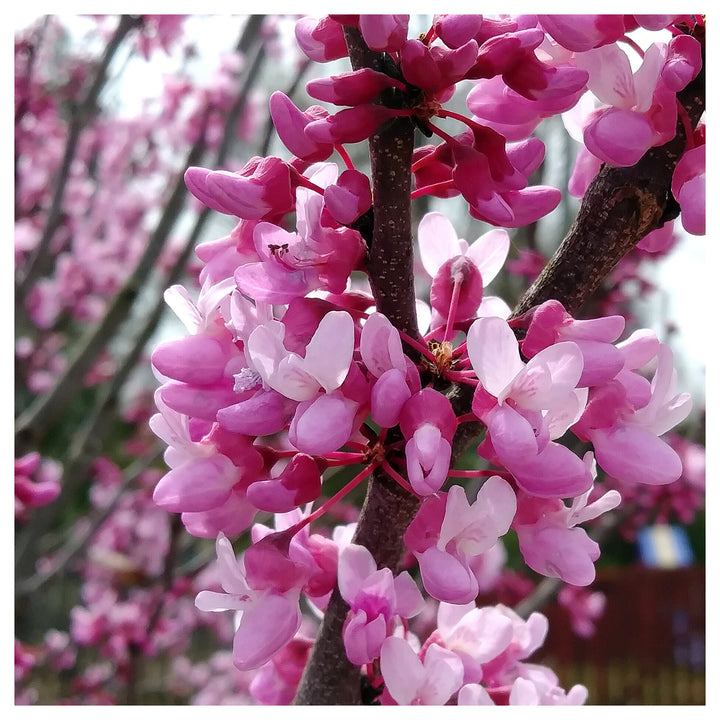 Heirloom Non-GMO Redbud Flower Seeds for Planting – Vibrant Ornamental Tree Seeds | Neera Seeds product photo [neera-v4-225f438ec971bff8db9e]