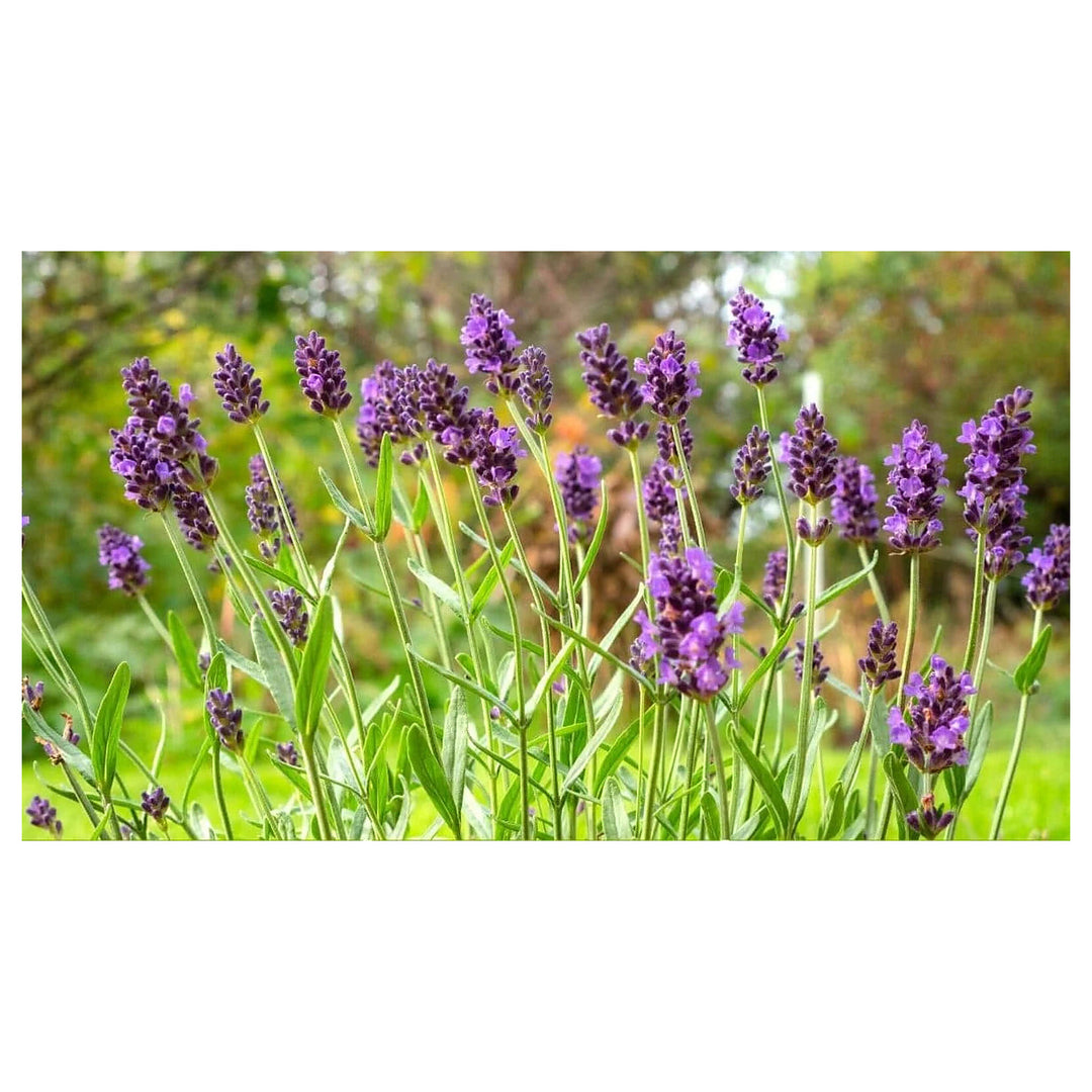 Lavender Provence Flower Seeds for Planting | Heirloom Non-GMO High Germination Organic Garden Seeds | Neera Seeds product photo [neera-v4-226b5e91eeb9f236bd90]