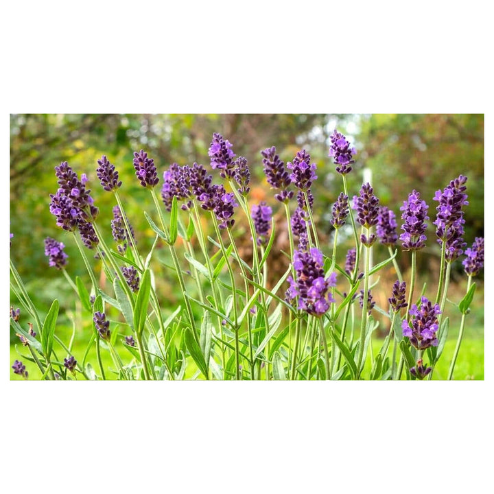 Lavender Provence Flower Seeds for Planting | Heirloom Non-GMO High Germination Organic Garden Seeds | Neera Seeds product photo [neera-v4-226b5e91eeb9f236bd90]