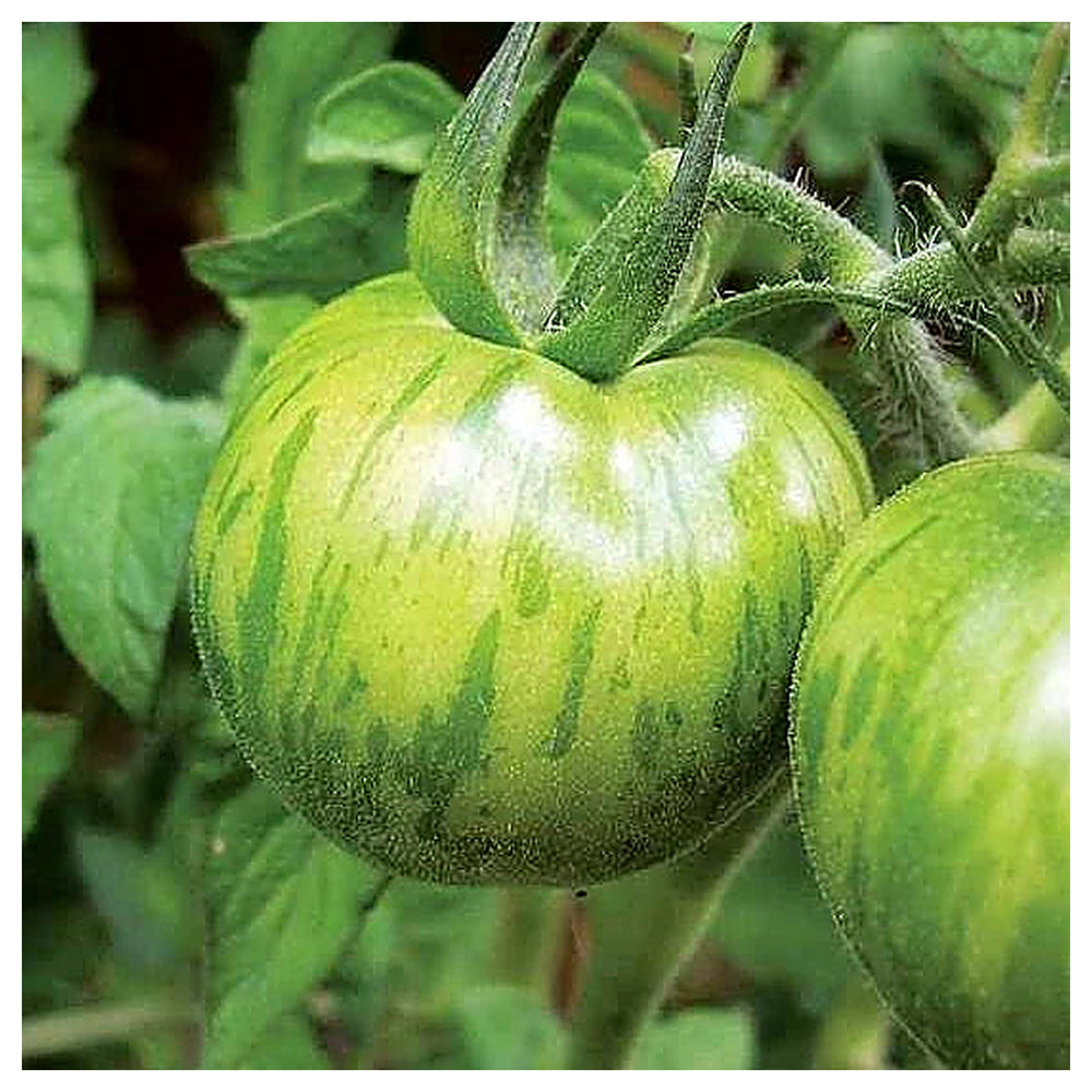 Green Zebra Tomato Seeds for Planting – Heirloom, Non-GMO, Organic Garden Seeds, High Germination | Neera Seeds product photo [neera-v4-22717f0783ce2078b74c]