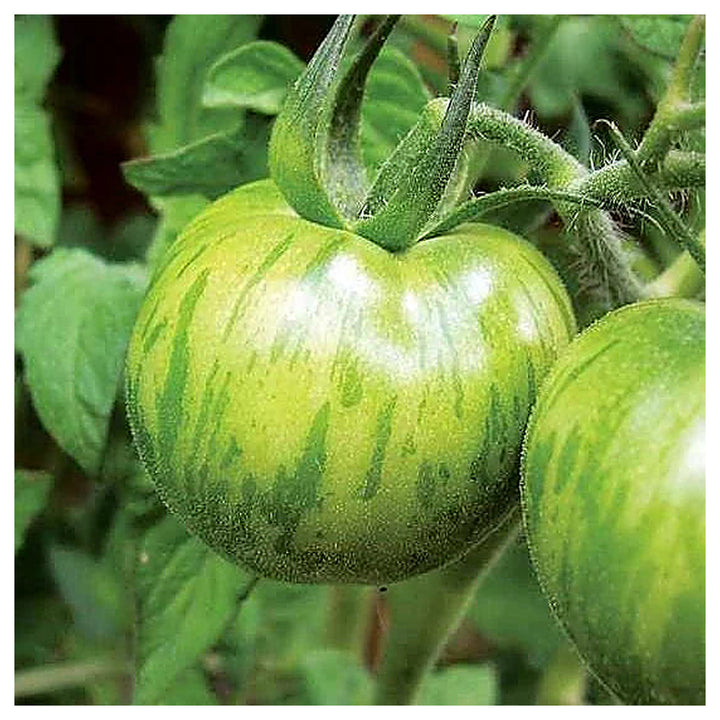 Green Zebra Tomato Seeds for Planting – Heirloom, Non-GMO, Organic Garden Seeds, High Germination | Neera Seeds product photo [neera-v4-22717f0783ce2078b74c]