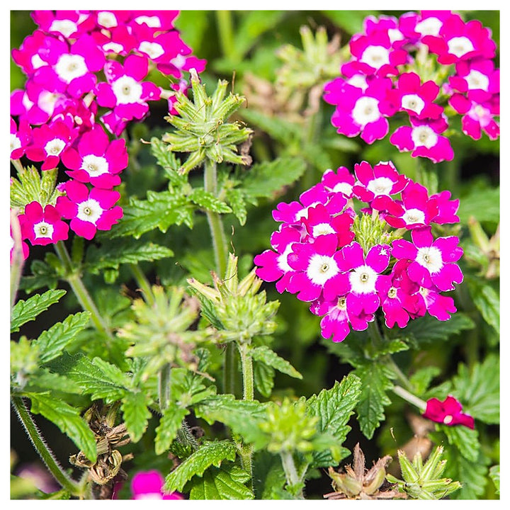 Burgundy Verbena Flower Seeds for Planting – Heirloom, Non-GMO, High Germination Organic Garden Seeds | Neera Seeds product photo [neera-v4-2272d1536674fd49ddb0]