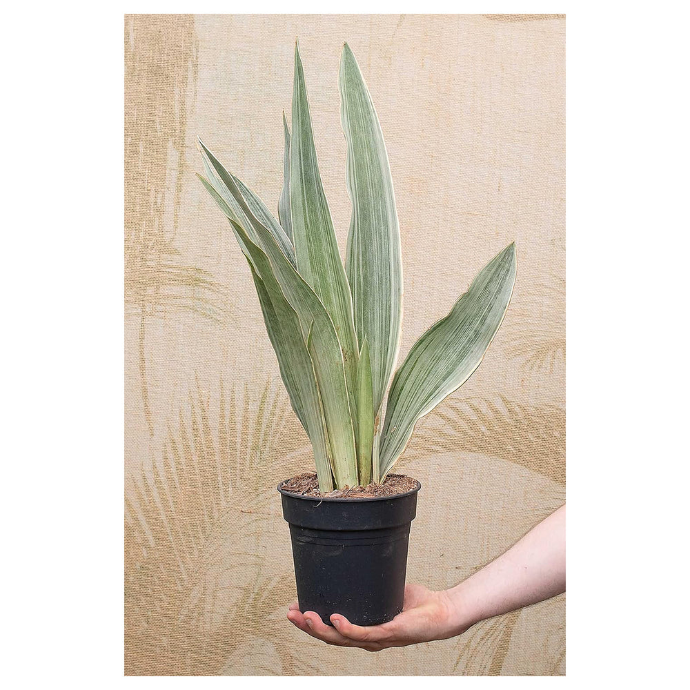 Silver Sansevieria Plant Seeds – Heirloom Non-GMO Snake Plant Seeds for Stylish Garden Decor & Indoor Planting | Neera Seeds product photo [neera-v4-22790547fc250808463b]