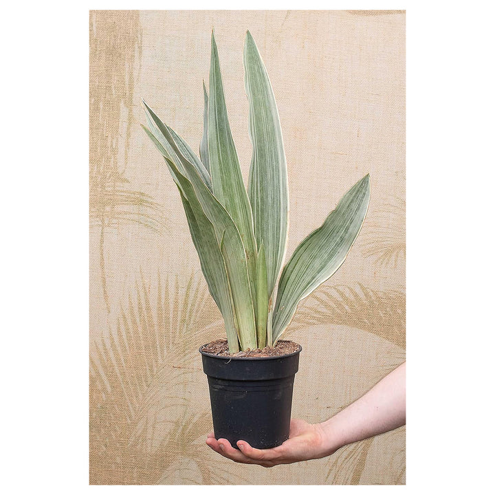 Silver Sansevieria Plant Seeds – Heirloom Non-GMO Snake Plant Seeds for Stylish Garden Decor &amp; Indoor Planting | Neera Seeds product photo [neera-v4-22790547fc250808463b]