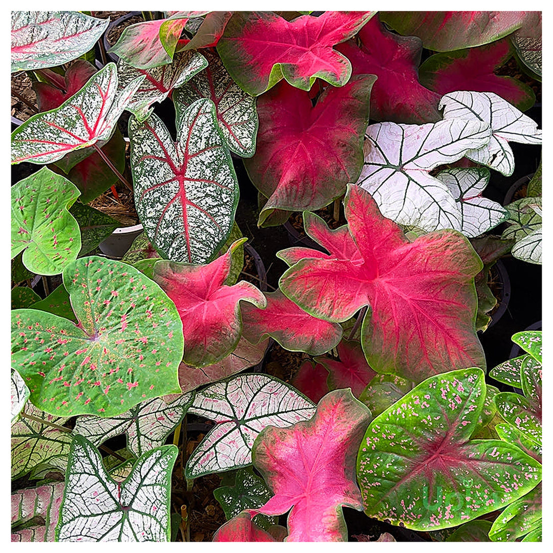 Heirloom Caladium Bicolor Mixed Flower Seeds – Non-GMO, High Germination Ornamental Garden Seeds | Neera Seeds product photo [neera-v4-22803229be2244478f7b]