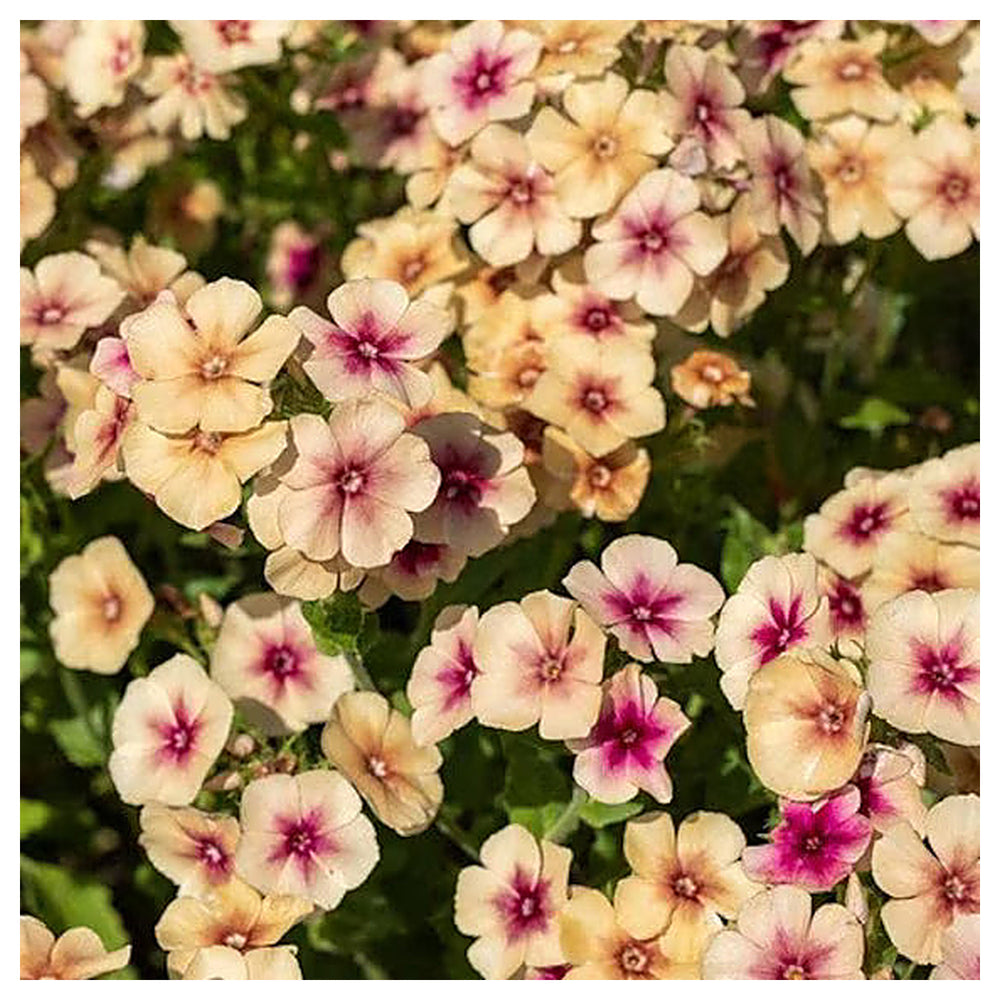 Phlox Cherry Caramel Flower Seeds for Planting – Heirloom Non-GMO Organic Garden Seeds with High Germination for Co | Neera Seeds product photo [neera-v4-2286acae2d9db0a23bc3]