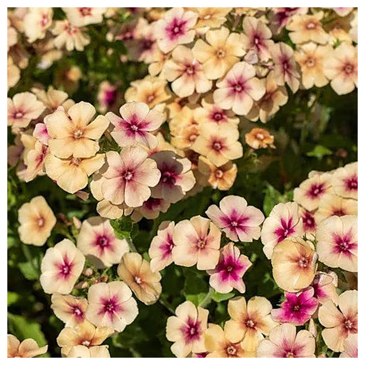 Phlox Cherry Caramel Flower Seeds for Planting – Heirloom Non-GMO Organic Garden Seeds with High Germination for Co | Neera Seeds product photo [neera-v4-2286acae2d9db0a23bc3]