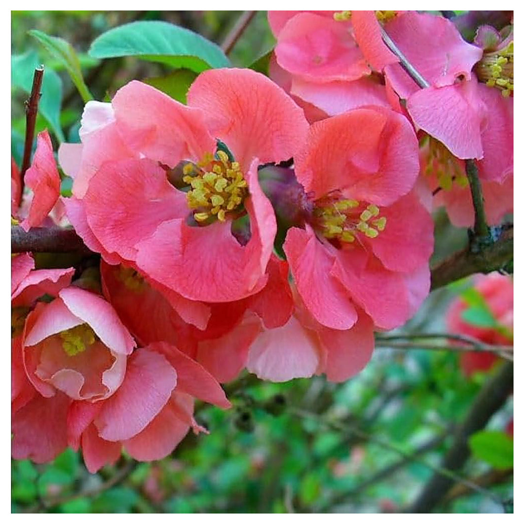 Pink Chaenomeles Flower Seeds for Planting – Beautiful Ornamental Shrub | Neera Seeds product photo [neera-v4-228fab8b6b07dc51fc8d]