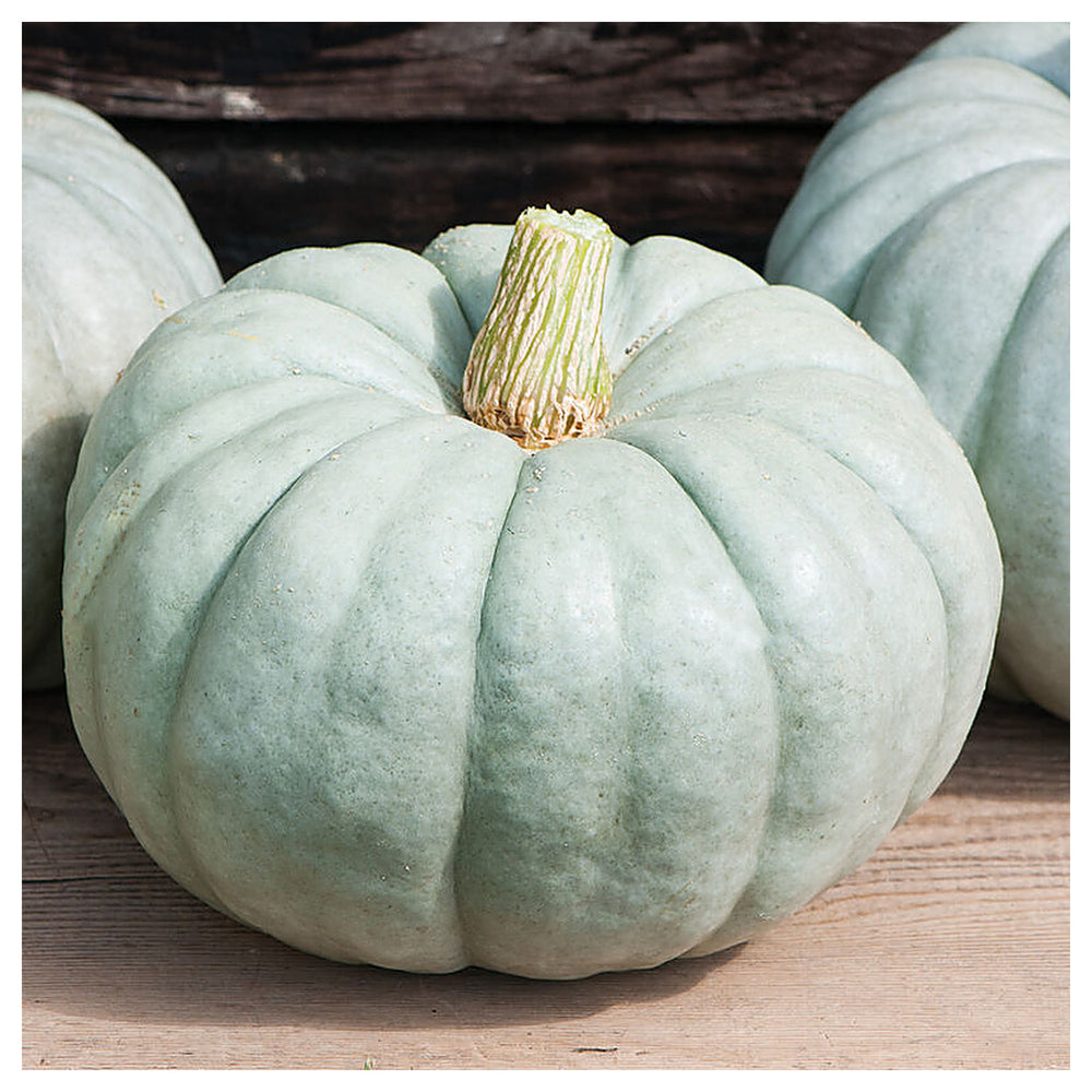 Jarrahdale Pumpkin Seeds for Planting – Heirloom, Non-GMO, High Germination Organic Garden Seeds | Neera Seeds product photo [neera-v4-22a02c704187b3612e1b]