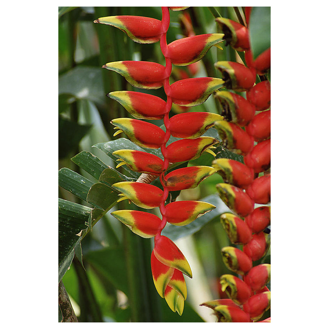 Heirloom Heliconia Harlingii Flower Seeds – Non-GMO Tropical Garden Seeds for Planting, High Germination Ornamental | Neera Seeds product photo [neera-v4-22a0c72506e633cfa6ab]