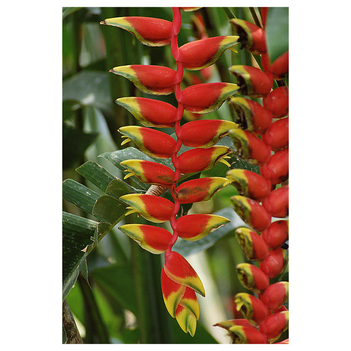 Heirloom Heliconia Harlingii Flower Seeds – Non-GMO Tropical Garden Seeds for Planting, High Germination Ornamental | Neera Seeds product photo [neera-v4-22a0c72506e633cfa6ab]