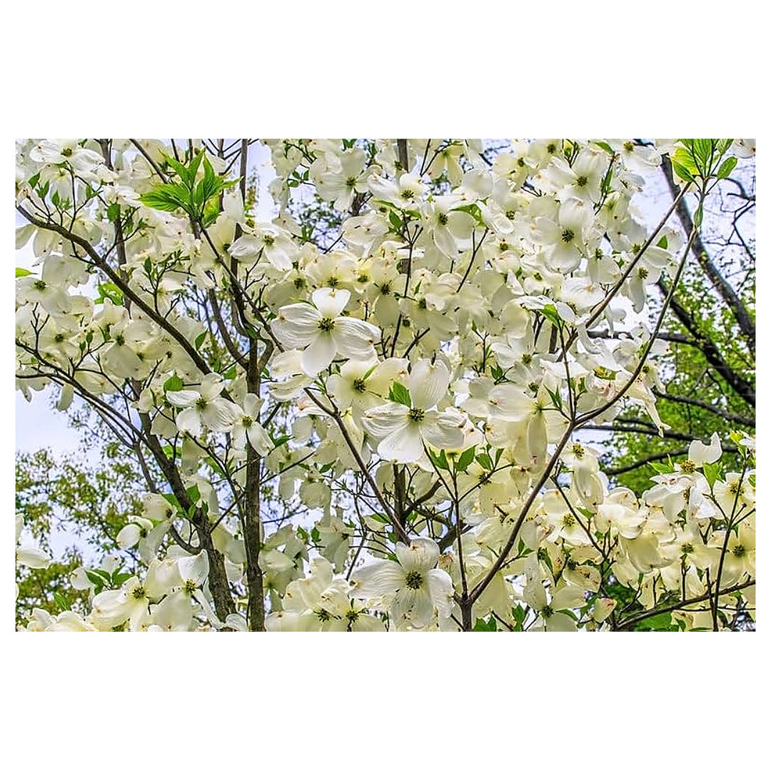 White Cornus Florida Flowering Dogwood For Planting Flower Seeds for Home Garden Planting, Colorful | Neera Seeds product photo [neera-v4-22a7638584b173e1e592]