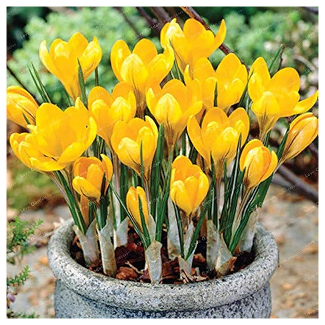 Yellow Crocus Flower Seeds for Planting – Heirloom, Non-GMO, High Germination Organic Garden Seeds for Early Spring | Neera Seeds product photo [neera-v4-22b516a95a5be588fd49]