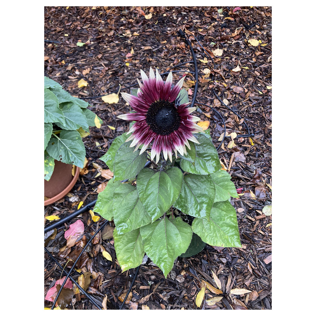 Cherry Rose Sunflower Seeds for Planting – Heirloom Non-GMO Seeds for Vibrant Gardens, High Germination Organic See | Neera Seeds product photo [neera-v4-22be4c45badf6c3b6c5e]