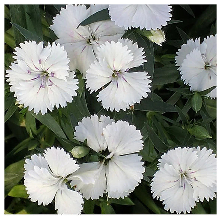White Dianthus Flower Seeds for Planting – Fragrant, Fast-Growing Blooms | Neera Seeds product photo [neera-v4-22bfac0065116f16d56e]