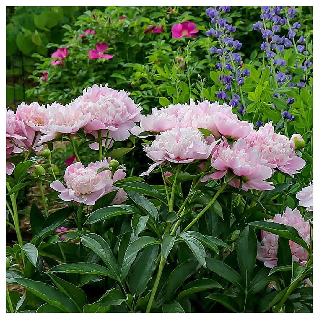 Rosa Rockii Tree Peony Professional With Light Fragrance Flower Seeds Home Garden Planting, | Neera Seeds product photo [neera-v4-22c96d75ffe51a407d71]