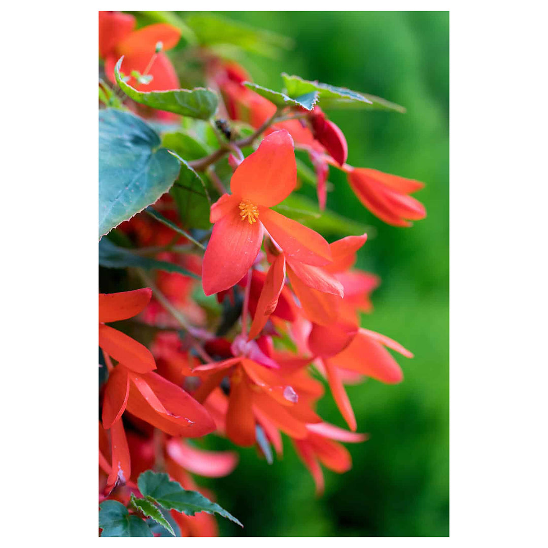 Heirloom Boliviensis Flower Seeds, Non-GMO Vibrant Tuberous Blooms for Lush Garden Planting | Neera Seeds product photo [neera-v4-22d09e0c5840910be562]