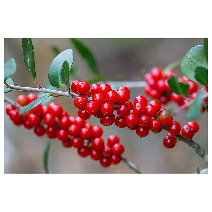 Heirloom Yaupon Flower Seeds For Planting Non-GMO Caffeine-Rich Holly Seeds High Germination Organic Garden Seeds | Neera Seeds product photo [neera-v4-22d3a5d61820c5a13363]