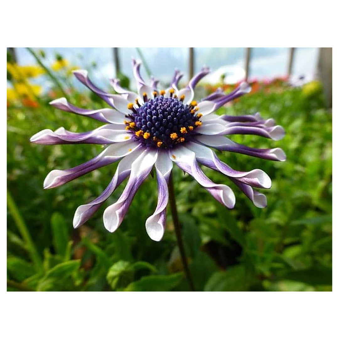 Osteospermum Flower Dimorphotheca Ecklonis For Planting In Flower Bed Flower Seeds for Home Garden | Neera Seeds product photo [neera-v4-22d63c581466345dbe08]