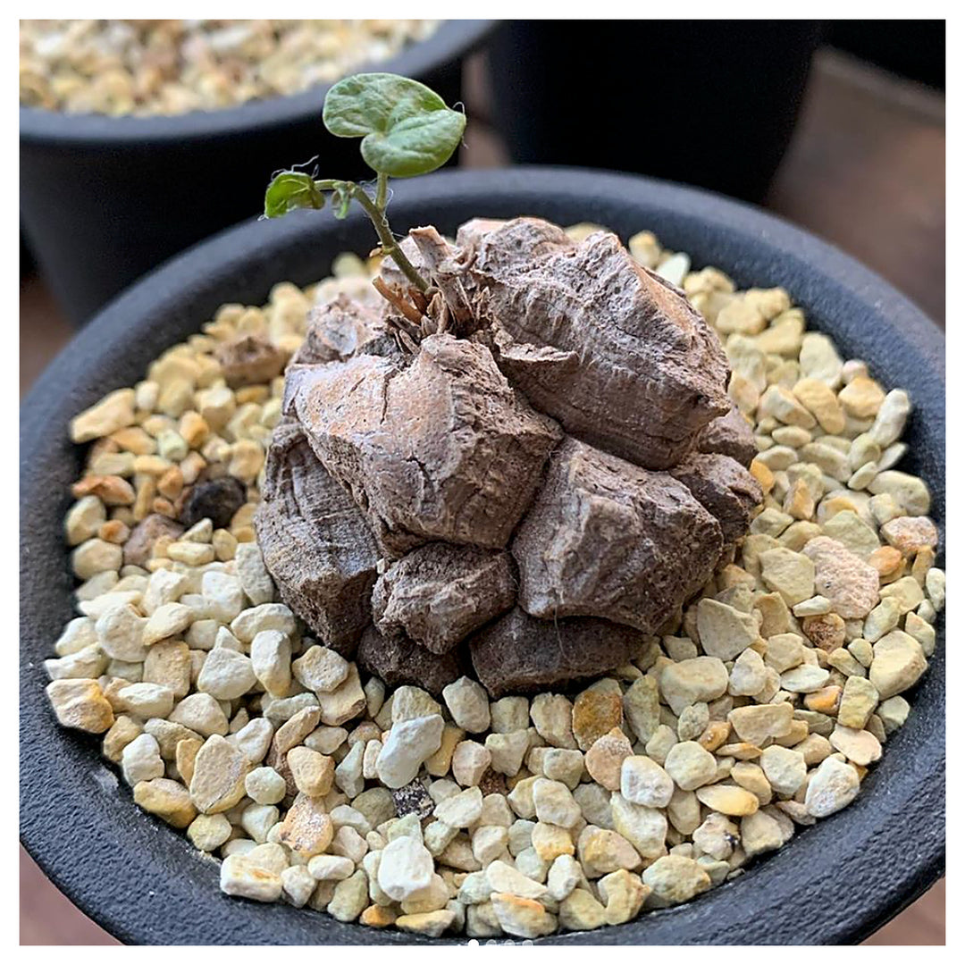 Heirloom Caudex Succulent Seeds – Non-GMO Ornamental Seeds for Planting, High Germination Organic Garden Seeds | Neera Seeds product photo [neera-v4-22d742f8c5d726e51bb8]