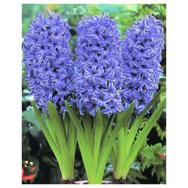 Sky Blue Hyacinthus Orientalis Flower Seeds – Heirloom Non-GMO High Germination Seeds for Planting Garden Blooms | Neera Seeds product photo [neera-v4-22e54fbe9f1aee00d469]