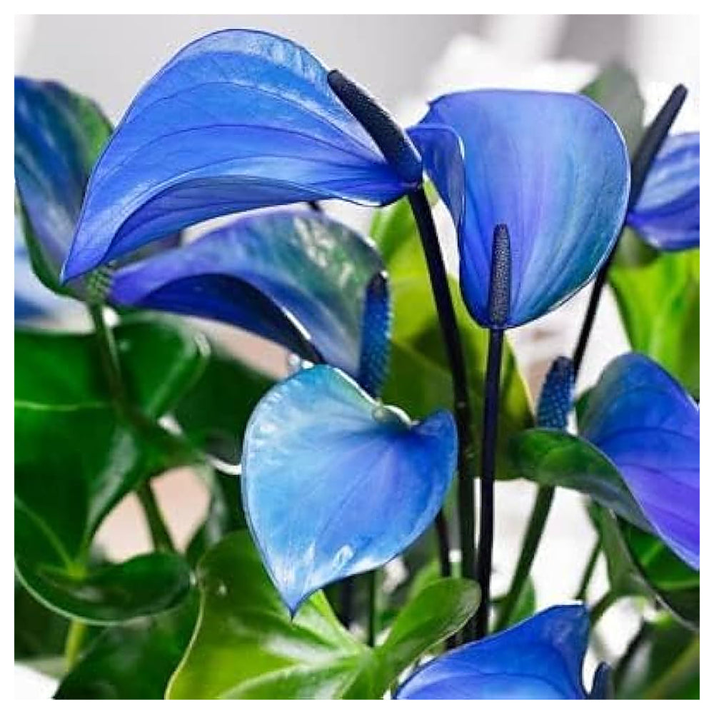 Blue Anthurium Andraeanum Flower Seeds – Heirloom, Non-GMO Tropical Seeds for Planting | Neera Seeds product photo [neera-v4-22f72b9526a608276f7c]