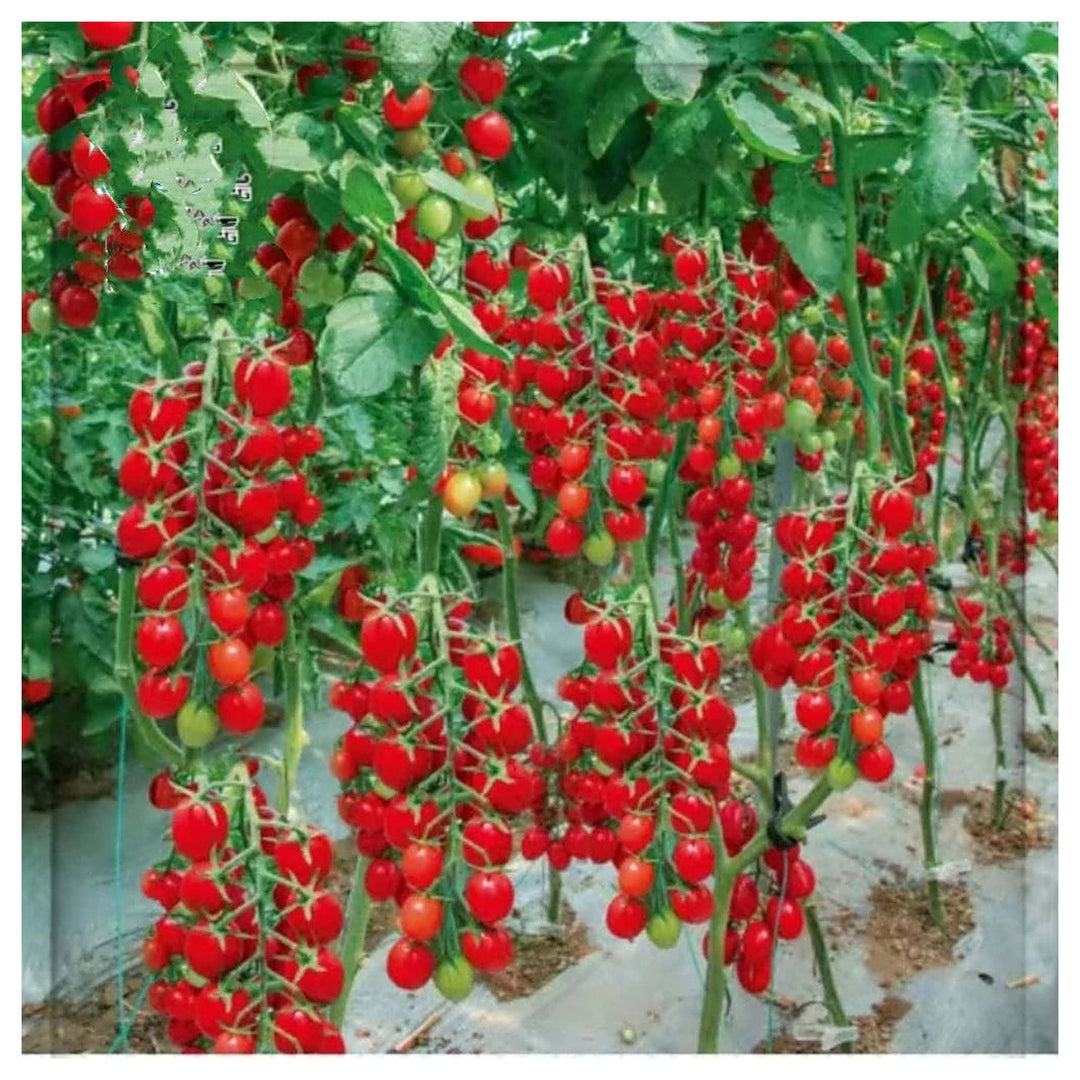 Climbing Waterfall Tomato Seeds for Planting – Heirloom, Non-GMO, High Germination Organic Garden Seeds, 100 pcs | Neera Seeds product photo [neera-v4-22fec1c4ac46790e01a1]