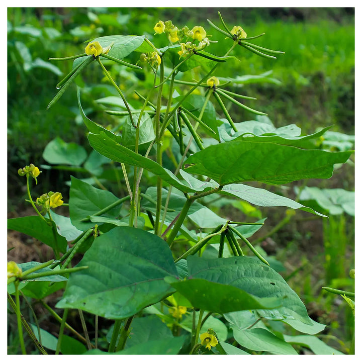 Green Mung Bean Vegetable Seeds for Planting - Heirloom, Non-GMO, Organic Garden Seeds, High Germination | Neera Seeds product photo [neera-v4-2305ec36d467e36306d2]
