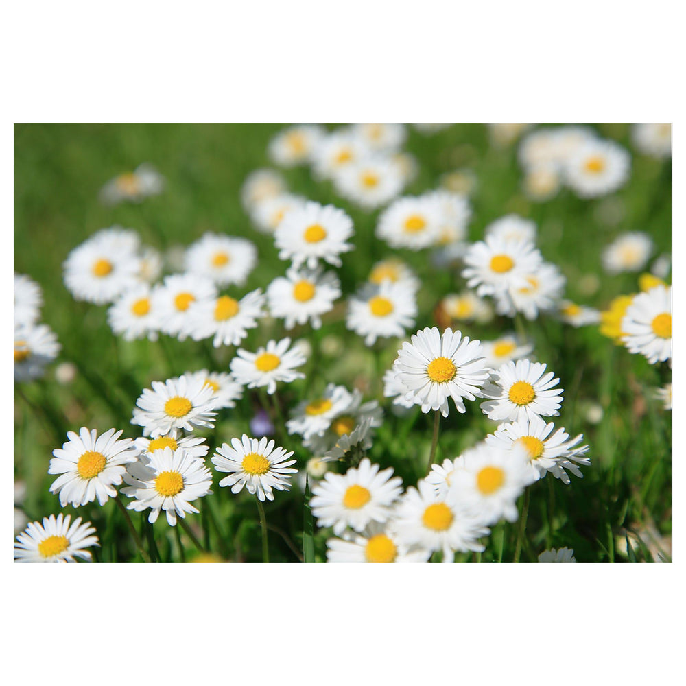Heirloom Pyrethrum Seeds – Non-GMO Flower Seeds for Planting | High Germination Organic Garden Blooms | Neera Seeds product photo [neera-v4-230ba8f58fb51cd41f20]