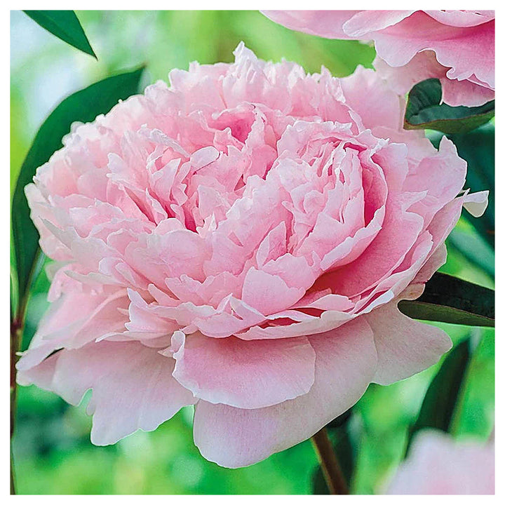 Pink Peony Flower Seeds for Planting – Heirloom, Non-GMO Seeds, High Germination, Perennial Garden Blooms | Neera Seeds product photo [neera-v4-23205f8c177df9159b1b]