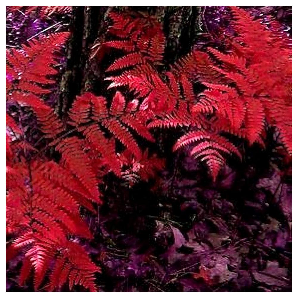 Red Fern Pteridophyta Plant Seeds – Heirloom Non-GMO Seeds for Planting, High Germination Organic Garden Seeds | Neera Seeds product photo [neera-v4-2335a600a6a6b894f601]