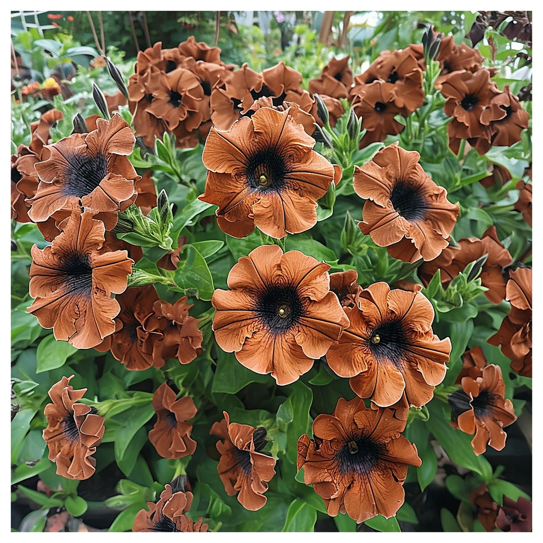 Brown Petunia Flower Seeds for Planting – Heirloom Non-GMO, High Germination Organic Garden Seeds | Neera Seeds product photo [neera-v4-2349b786467222cc8dbd]