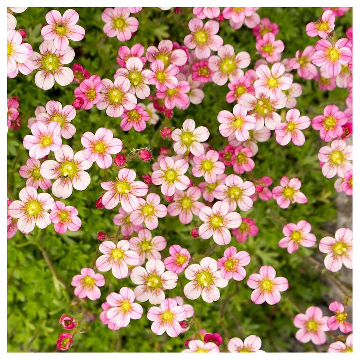 Light Pink Saxifraga Flower Seeds for Planting | Heirloom Non-GMO High Germination Organic Garden Seeds | Neera Seeds product photo [neera-v4-234e9ab7c2c8901fa59d]
