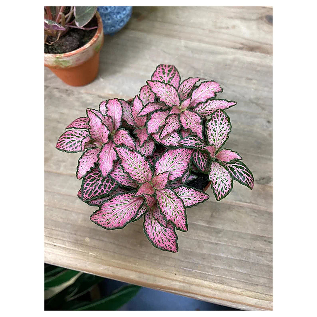 Fittonia Verschaffeltii Green Pink Ornamental Plant Seeds – Heirloom Non-GMO High Germination Organic Seeds for Pla | Neera Seeds product photo [neera-v4-234fc08d26cb04fb8fc0]