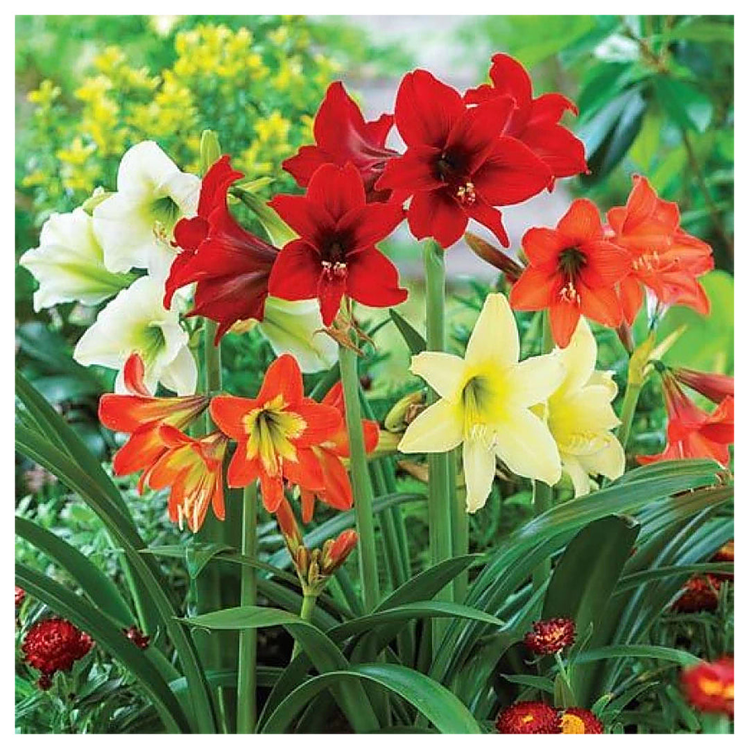 Hippeastrum Flower Seeds Green Red for Planting – Non-GMO Organic Garden Seeds, High Germination | Neera Seeds product photo [neera-v4-235659e2c961befff723]