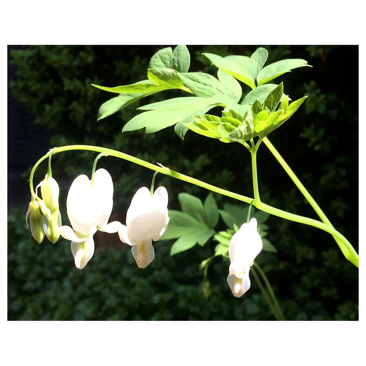 Heirloom Non-GMO Heart Flower Seeds – White Organic Garden Seeds for Planting with High Germination | Neera Seeds product photo [neera-v4-235a827c9b3f24fbd7ea]