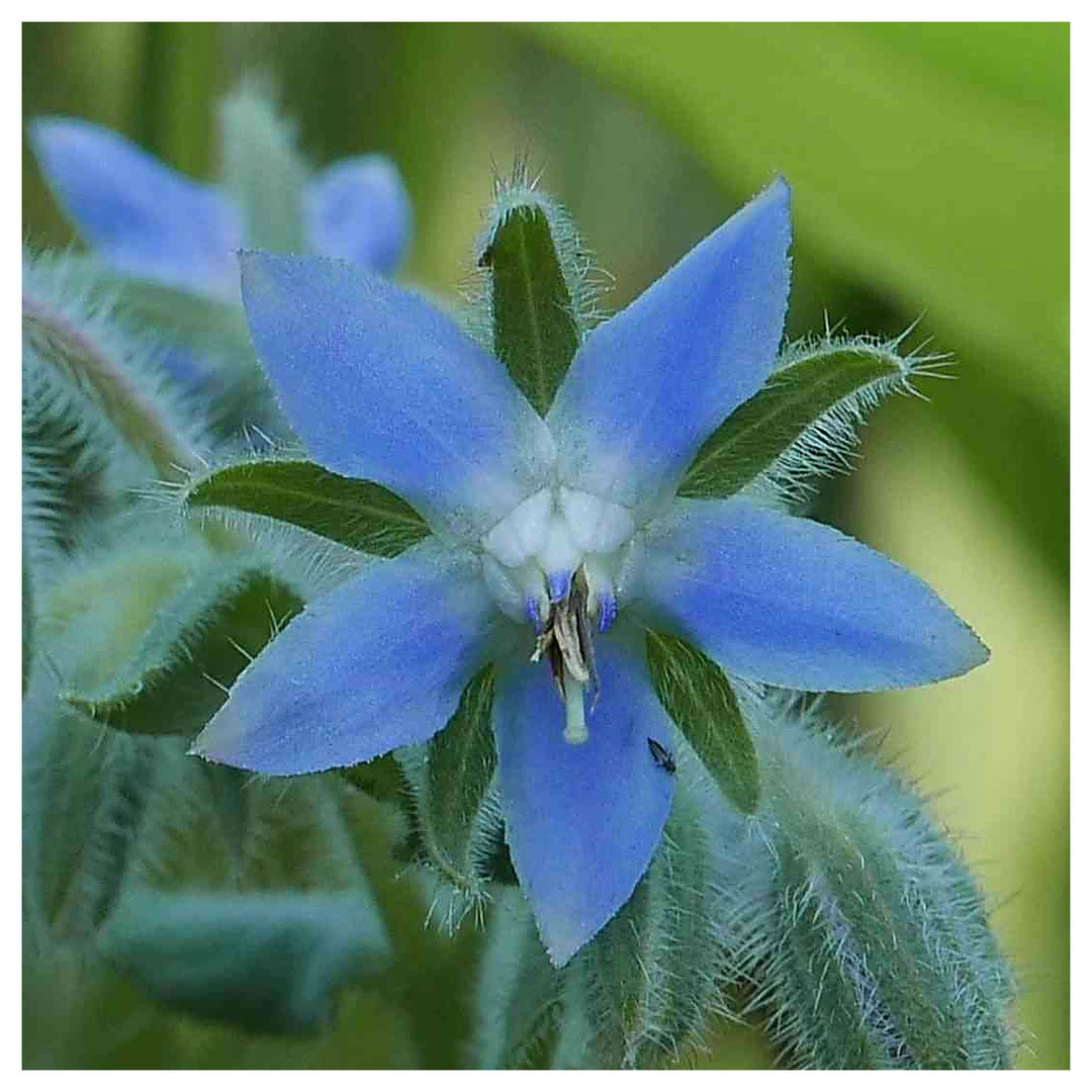 Borage Dark Blue Seeds for Planting – Organic, Heirloom, Non-GMO Flower Seeds | Neera Seeds product photo [neera-v4-235b60c345fca932e3d3]