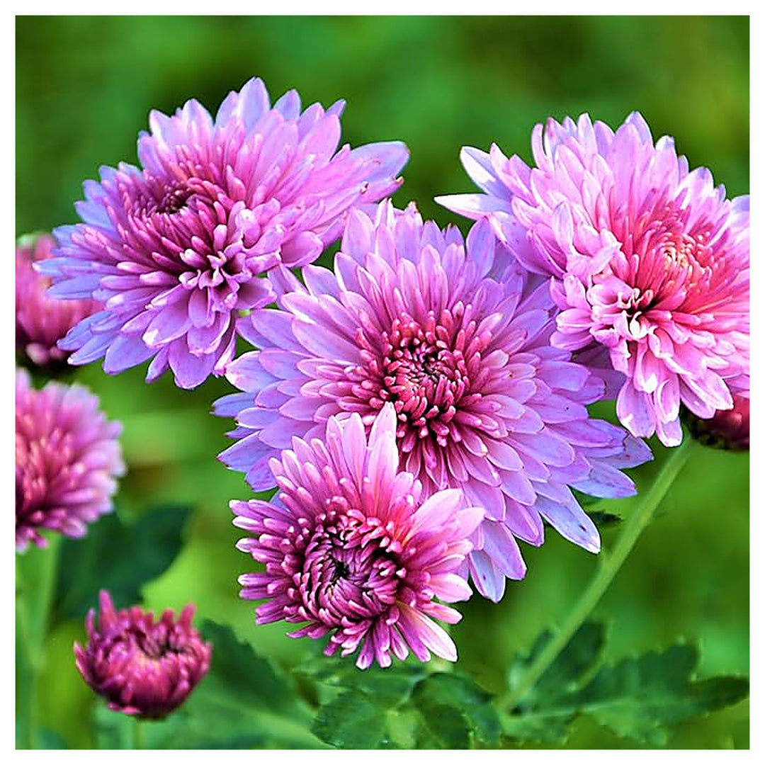 Organic Chrysanthemum Flower Seeds for Planting, Purple Shade – Heirloom, Non-GMO | Neera Seeds product photo [neera-v4-235ca8b54e201796cfd3]