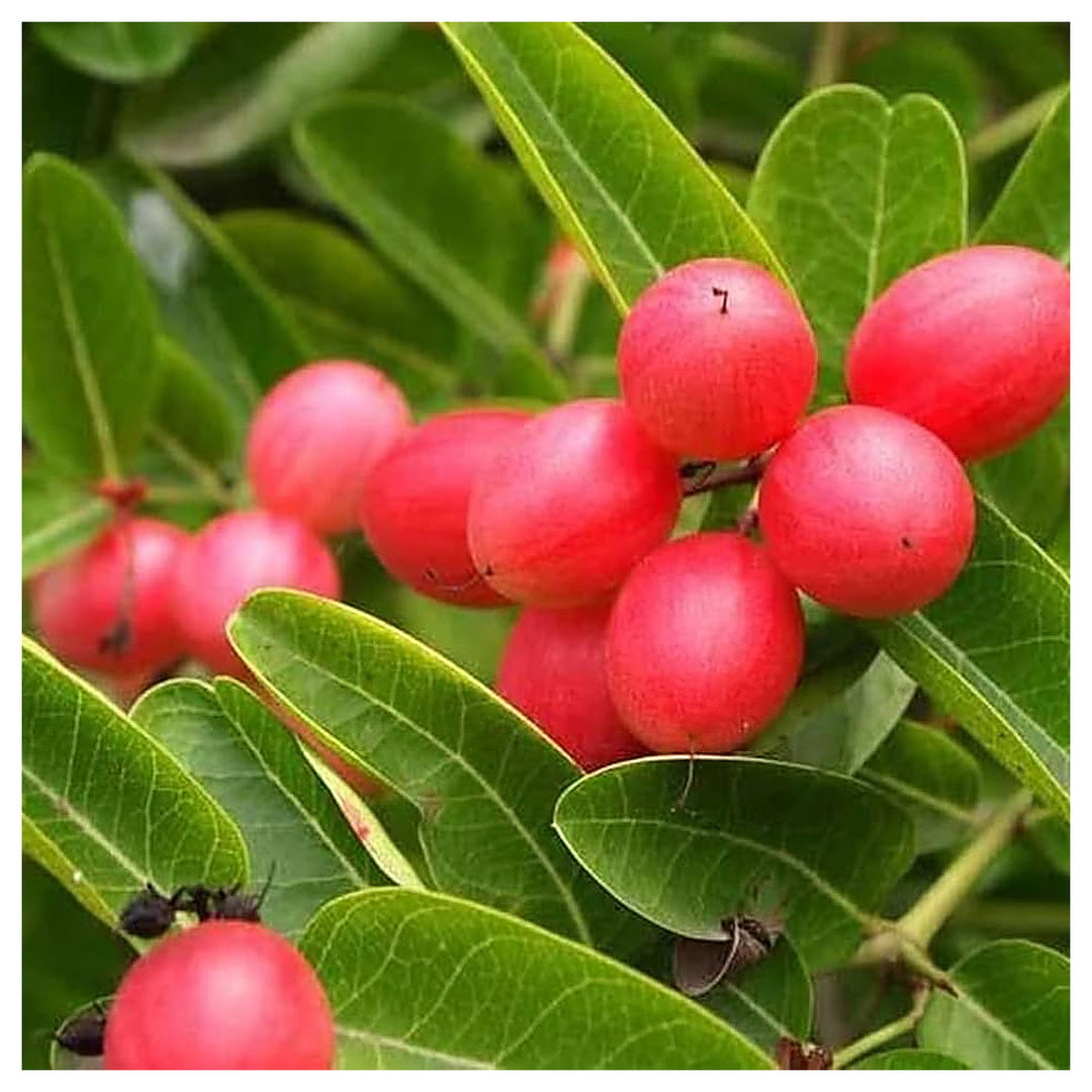 Rare Carissa Carandas (Karonda) Fruit Seeds – Tangy & Exotic Vinegar Fruits, Heirloom & Non-GMO Seeds for Home Gard | Neera Seeds product photo [neera-v4-235f223c957f469d64bd]