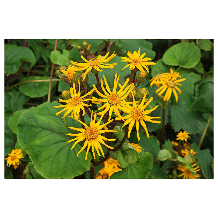 Heirloom Ligularia Dentata Flower Seeds, Non-GMO Bold Foliage and Blooms for Shaded Garden Planting | Neera Seeds product photo [neera-v4-235ffc77e6bc2552e1a8]