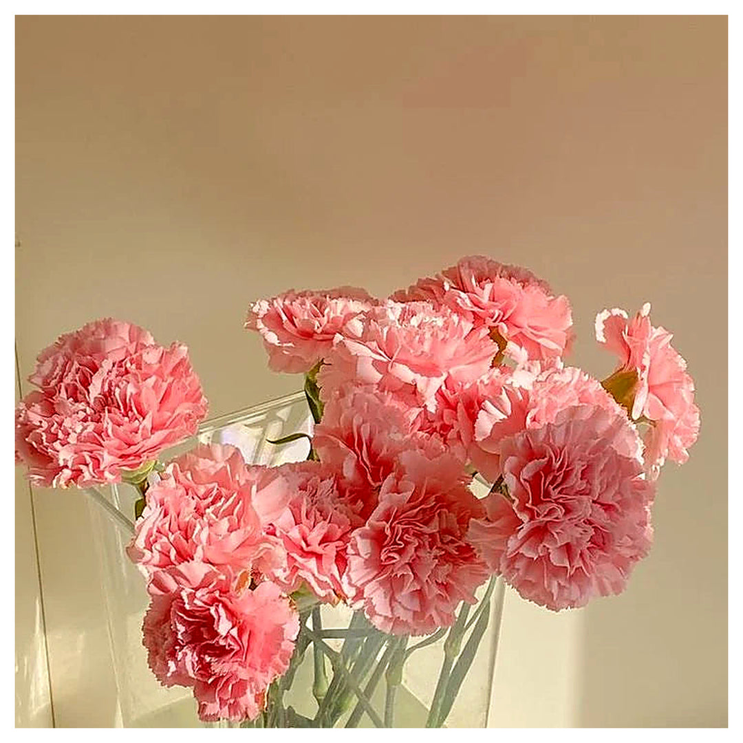 Light Pink Carnation Dianthus Seeds for Planting | Heirloom Non-GMO High Germination Organic Garden Flower Seeds | Neera Seeds product photo [neera-v4-2373d88b4cb20094ee3f]